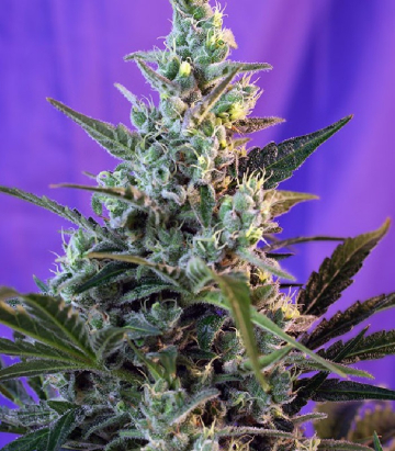 Sweet Skunk FAST Version cannabis plants in bloom, grown from Feminised seeds – ideal for home cultivation from Sweet Seeds