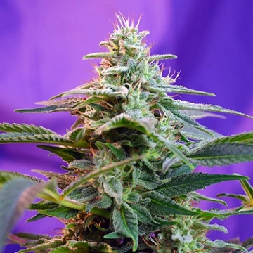 Sweet Special Auto cannabis plants in bloom, grown from Automatic seeds – ideal for home cultivation from Sweet Seeds