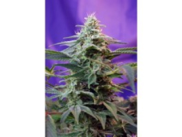 Sweet Special FAST Version cannabis plants in bloom, grown from Feminised seeds – ideal for home cultivation from Sweet Seeds