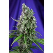 Sweet Trainwreck Auto cannabis plants in bloom, grown from Automatic seeds – ideal for home cultivation from Sweet Seeds