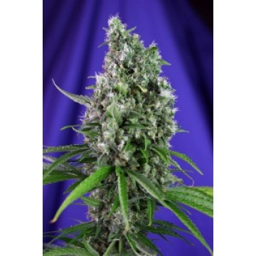 Sweet Trainwreck Auto cannabis plants in bloom, grown from Automatic seeds – ideal for home cultivation from Sweet Seeds
