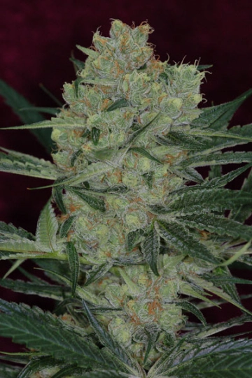 Cheese Quake cannabis plants in bloom, grown from Regular seeds – ideal for home cultivation from TGA Subcool Seeds