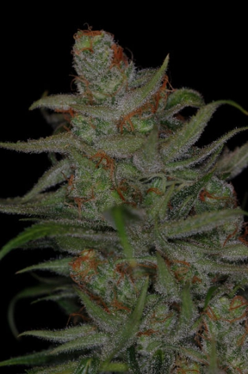 Jack Skellington cannabis plants in bloom, grown from Regular seeds – ideal for home cultivation from TGA Subcool Seeds