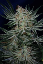 Jack the Ripper cannabis plants in bloom, grown from Regular seeds – ideal for home cultivation from TGA Subcool Seeds