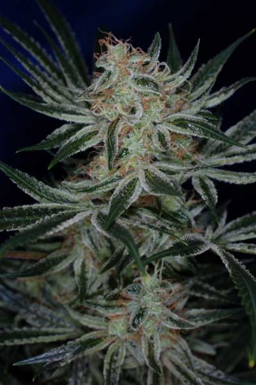 Jack the Ripper cannabis plants in bloom, grown from Regular seeds – ideal for home cultivation from TGA Subcool Seeds