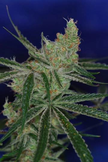 Jacks Cleaner 2 cannabis plants in bloom, grown from Regular seeds – ideal for home cultivation from TGA Subcool Seeds