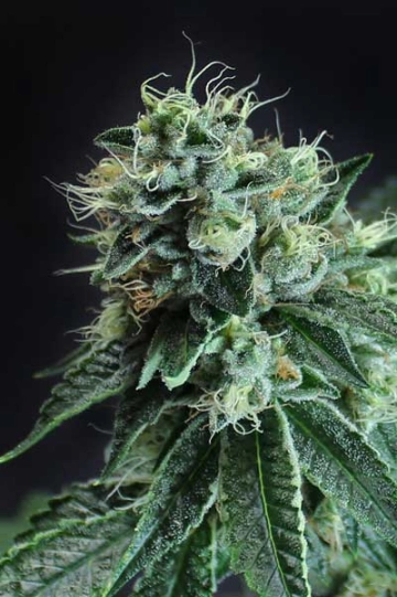 Jesus OG cannabis plants in bloom, grown from Regular seeds – ideal for home cultivation from TGA Subcool Seeds