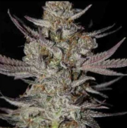 Marionberry Kush cannabis plants in bloom, grown from Regular seeds – ideal for home cultivation from TGA Subcool Seeds