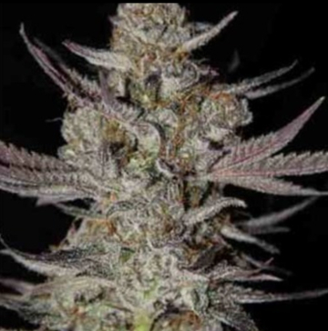 Marionberry Kush cannabis plants in bloom, grown from Regular seeds – ideal for home cultivation from TGA Subcool Seeds