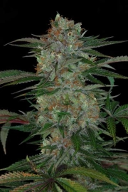 Qush cannabis plants in bloom, grown from Regular seeds – ideal for home cultivation from TGA Subcool Seeds