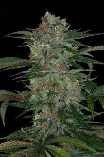 Qush cannabis plants in bloom, grown from Regular seeds – ideal for home cultivation from TGA Subcool Seeds
