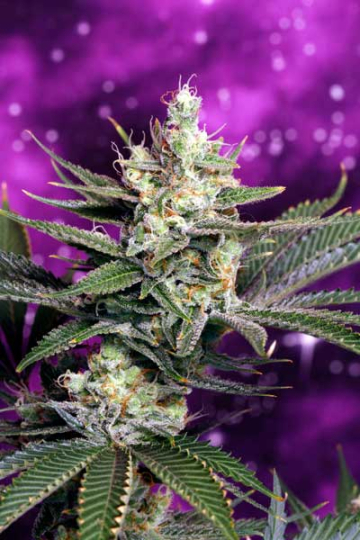 Space Dawg cannabis plants in bloom, grown from Regular seeds – ideal for home cultivation from TGA Subcool Seeds