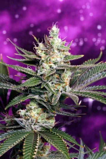 Space Dawg cannabis plants in bloom, grown from Regular seeds – ideal for home cultivation from TGA Subcool Seeds