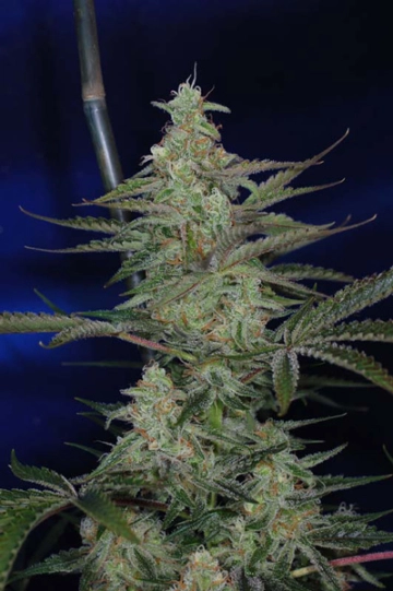 The Third Dimension cannabis plants in bloom, grown from Regular seeds – ideal for home cultivation from TGA Subcool Seeds