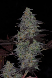 Timewreck cannabis plants in bloom, grown from Regular seeds – ideal for home cultivation from TGA Subcool Seeds