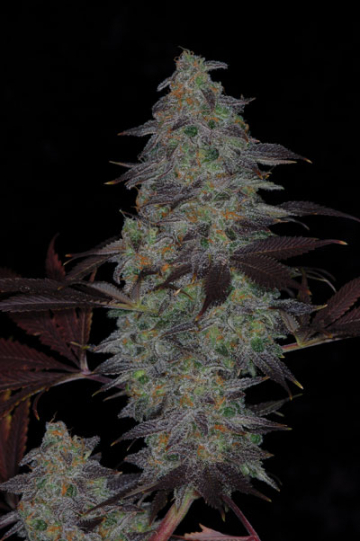 Timewreck cannabis plants in bloom, grown from Regular seeds – ideal for home cultivation from TGA Subcool Seeds