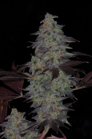 Timewreck cannabis plants in bloom, grown from Regular seeds – ideal for home cultivation from TGA Subcool Seeds