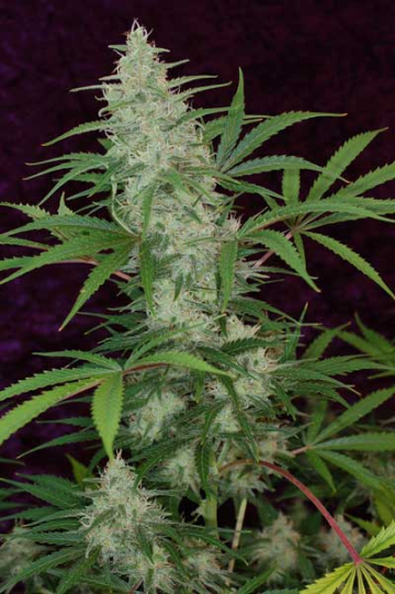Vortex cannabis plants in bloom, grown from Regular seeds – ideal for home cultivation from TGA Subcool Seeds