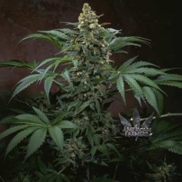Bubblegum cannabis plants in bloom, grown from Regular seeds – ideal for home cultivation from TH Seeds