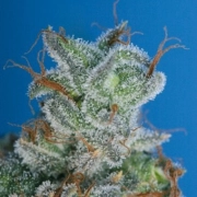 Burmese Kush – TH Seeds – Regular – Product view 2