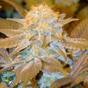 Critical Hog cannabis plants in bloom, grown from Feminized seeds – ideal for home cultivation from TH Seeds