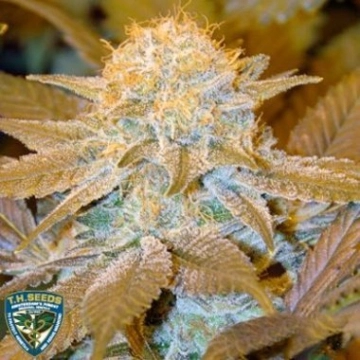 Critical Hog cannabis plants in bloom, grown from Feminized seeds – ideal for home cultivation from TH Seeds