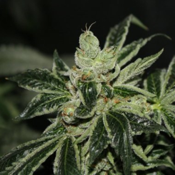 Darkstar REGS cannabis plants in bloom, grown from Regular seeds – ideal for home cultivation from TH Seeds