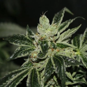 Darkstar REGS cannabis plants in bloom, grown from Regular seeds – ideal for home cultivation from TH Seeds