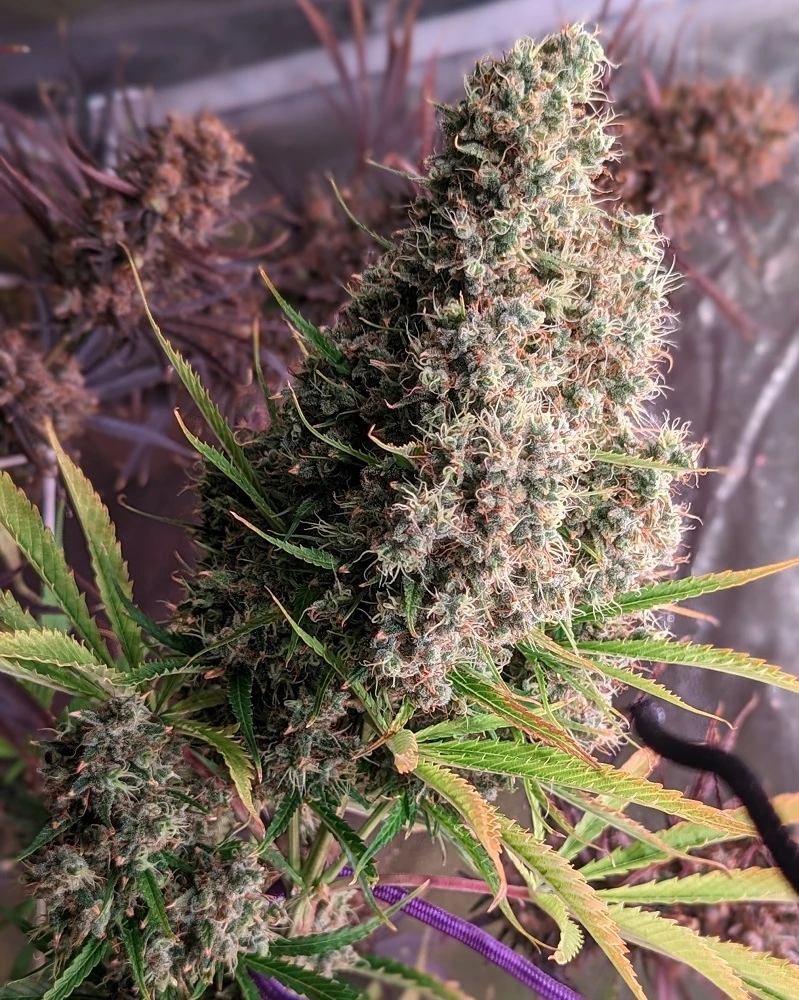 Golden Tiger – Ace Seeds – Manufacturer image