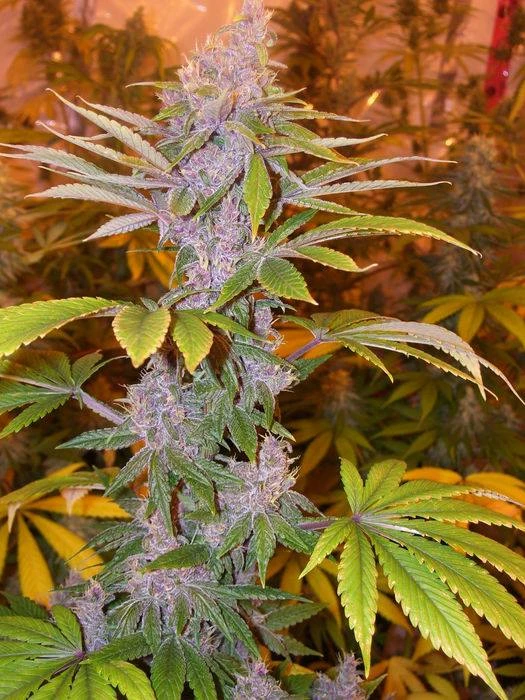 Pakistan Chitral Kush – Ace Seeds – Manufacturer image