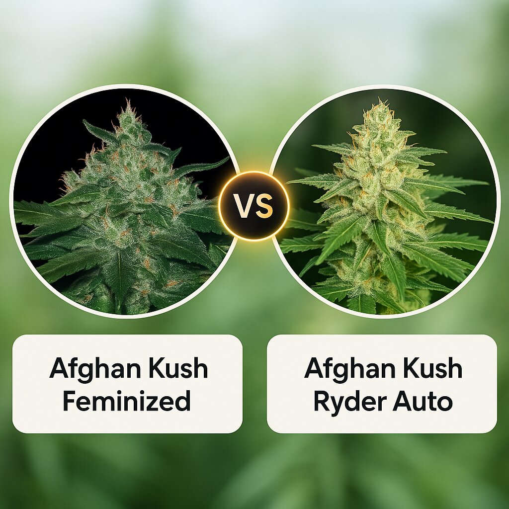 Afghan Kush (World of Seeds) vs Afghan Kush Ryder (World of Seeds) cannabis seeds comparison