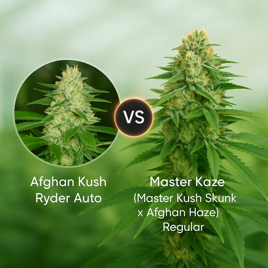 Afghan Kush Ryder (World of Seeds) vs Master Kaze (Master Kush Skunk x Afghan Haze) (Mr Nice Seedbank) cannabis seeds comparison