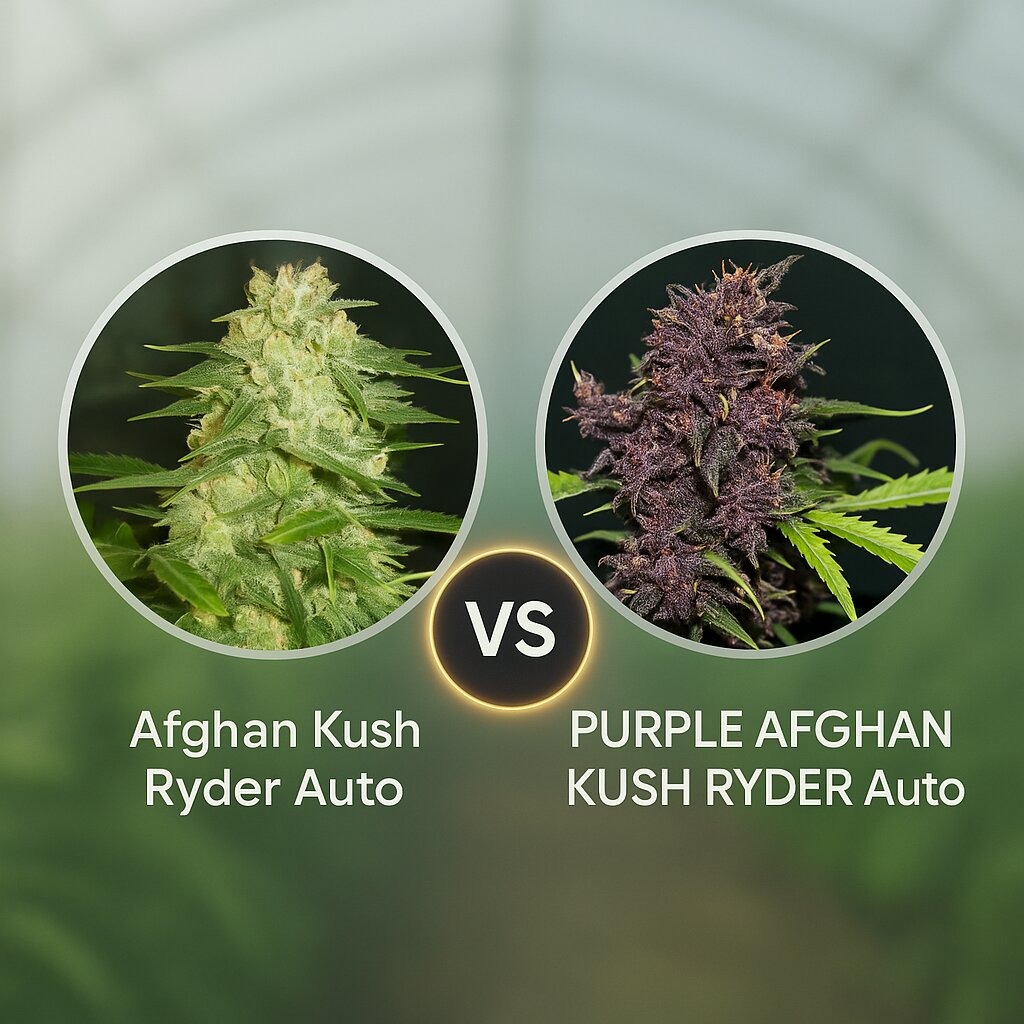 Afghan Kush Ryder (World of Seeds) vs PURPLE AFGHAN KUSH RYDER (World of Seeds) cannabis seeds comparison
