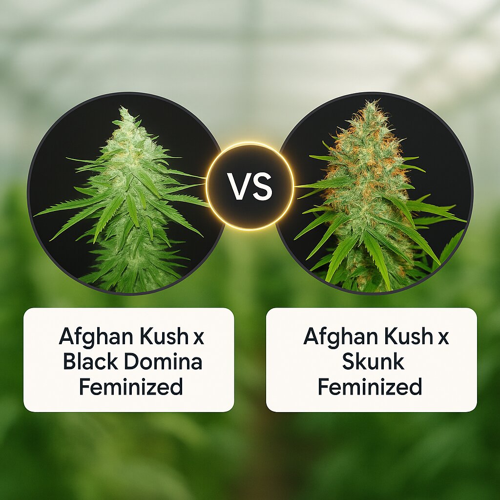 Afghan Kush x Black Domina (World of Seeds) vs Afghan Kush x Skunk (World of Seeds) cannabis seeds comparison
