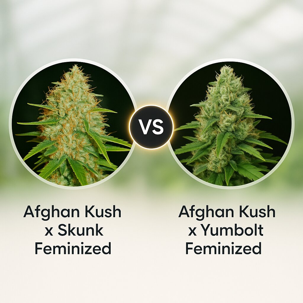 Afghan Kush x Skunk (World of Seeds) vs Afghan Kush x Yumbolt (World of Seeds) cannabis seeds comparison