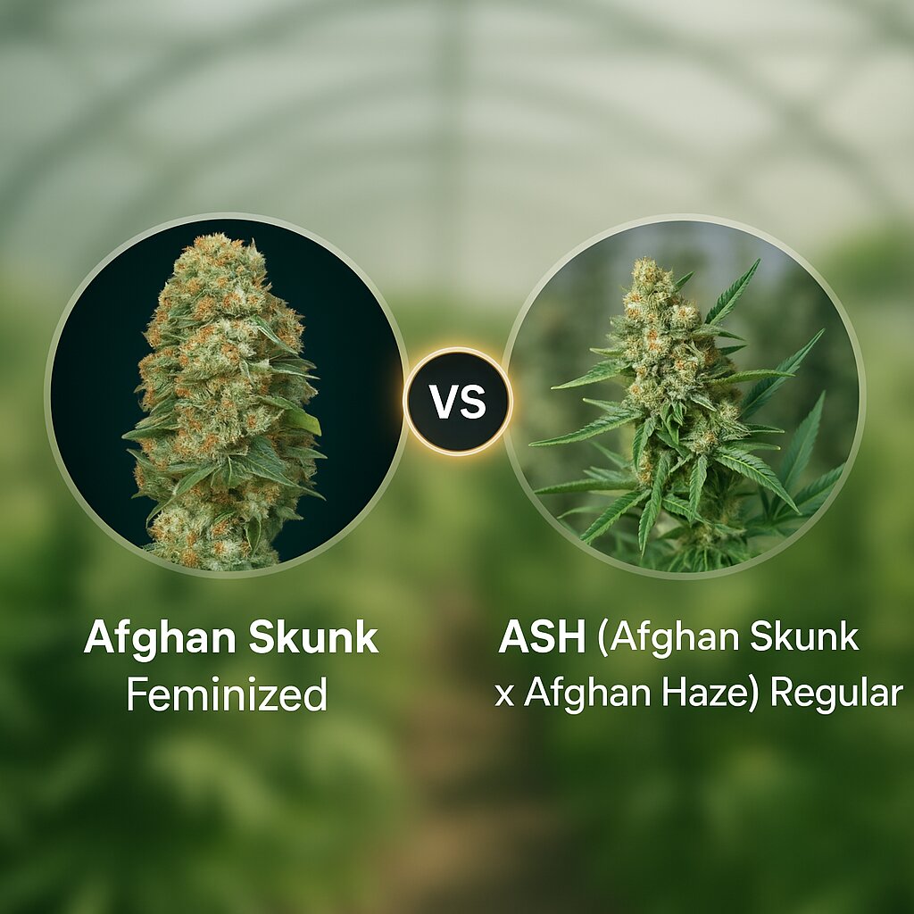 Afghan Skunk (Advanced Seeds) vs ASH (Afghan Skunk x Afghan Haze) (Mr Nice Seedbank) cannabis seeds comparison