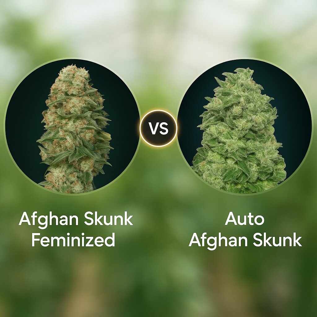 Afghan Skunk (Advanced Seeds) vs Auto Afghan Skunk (Advanced Seeds) cannabis seeds comparison