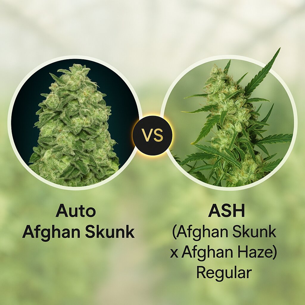 Auto Afghan Skunk (Advanced Seeds) vs ASH (Afghan Skunk x Afghan Haze) (Mr Nice Seedbank) cannabis seeds comparison