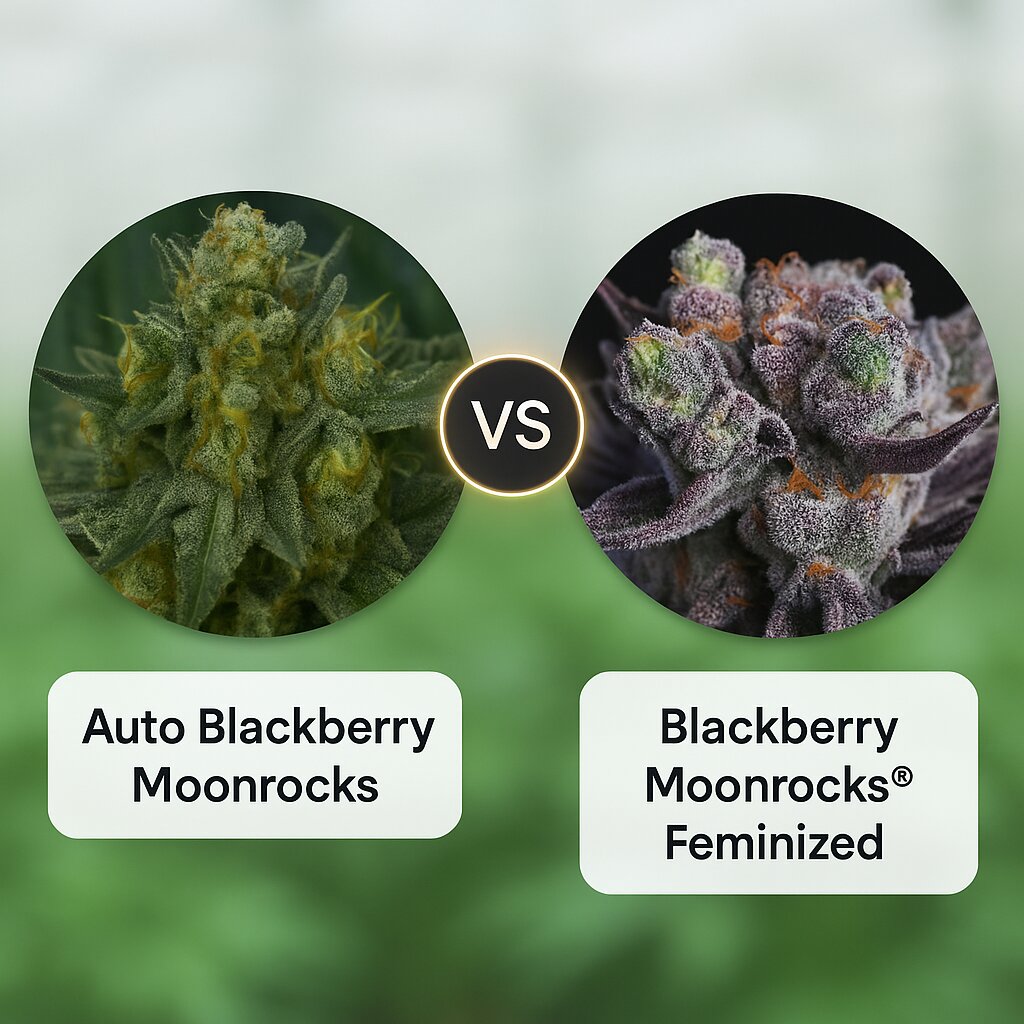 Auto Blackberry Moonrocks (Anesia Seeds) vs Blackberry Moonrocks® (Anesia Seeds) cannabis seeds comparison