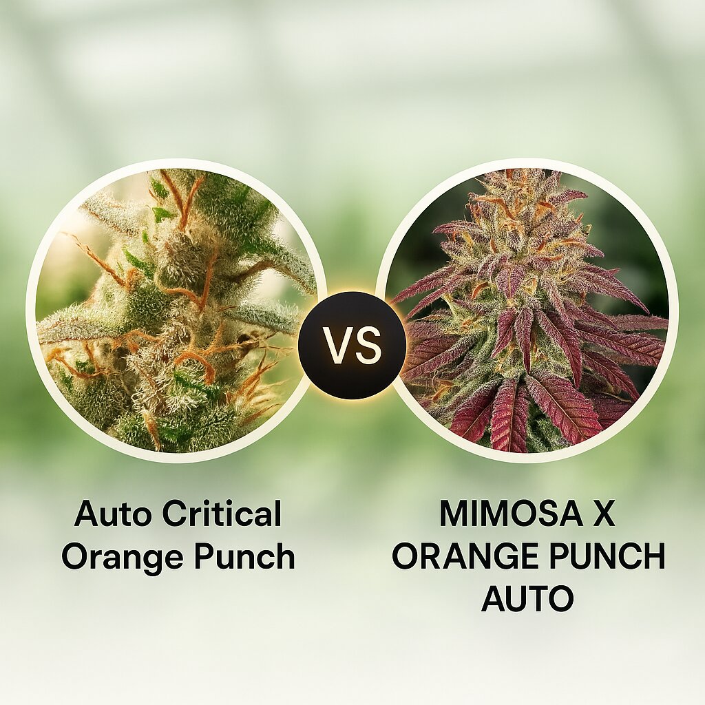 Auto Critical Orange Punch (Dutch Passion) vs MIMOSA X ORANGE PUNCH AUTO (Barneys Farm) cannabis seeds comparison