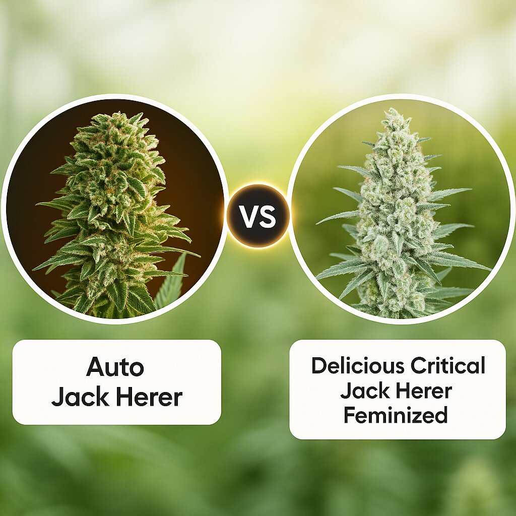 Auto Jack Herer (Advanced Seeds) vs Delicious Critical Jack Herer (Delicious Seeds) cannabis seeds comparison