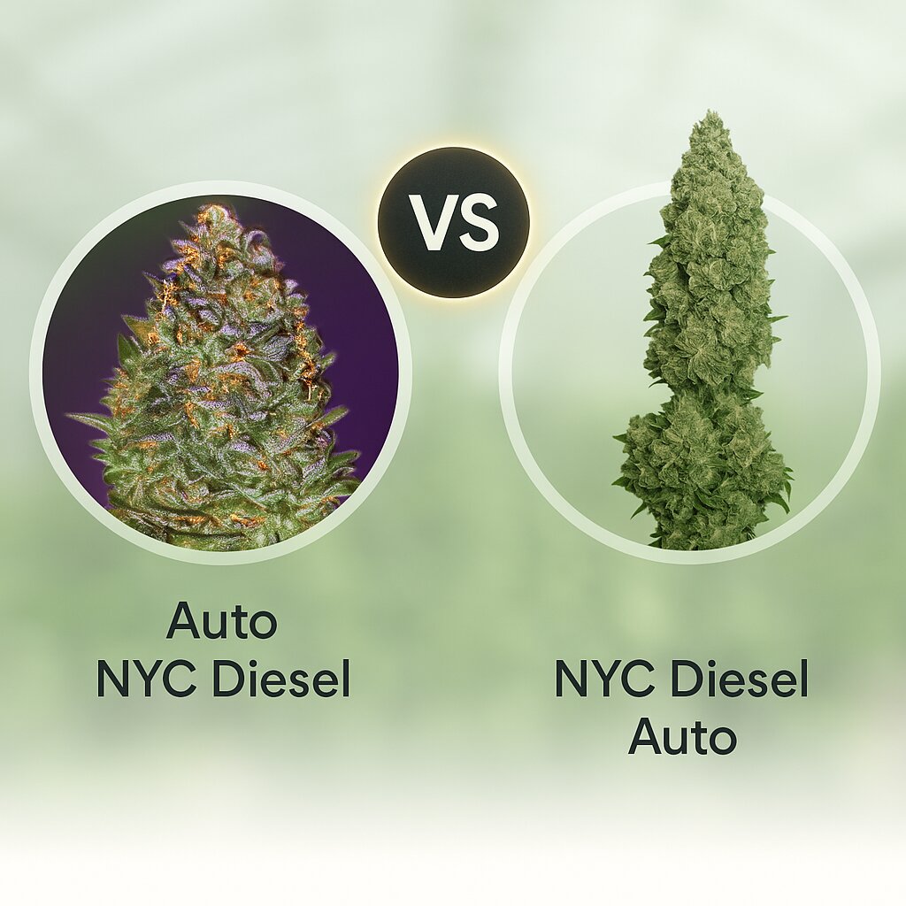 Auto NYC Diesel (Advanced Seeds) vs NYC Diesel Auto (Barneys Farm) cannabis seeds comparison