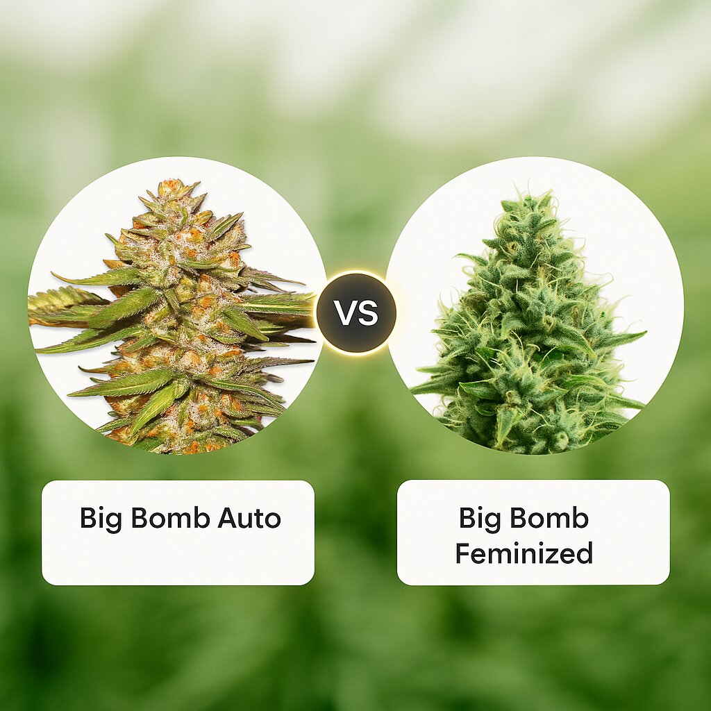 Big Bomb Auto (Bomb Seeds) vs Big Bomb (Bomb Seeds) cannabis seeds comparison