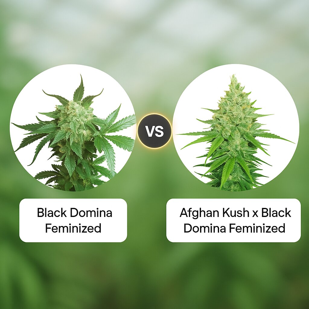 Black Domina (Sensi Seeds) vs Afghan Kush x Black Domina (World of Seeds) cannabis seeds comparison