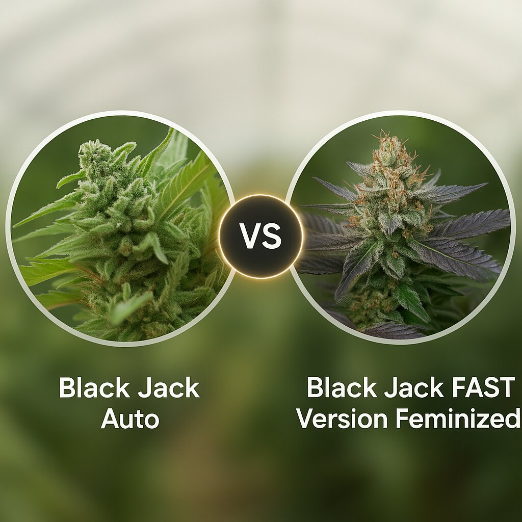 Black Jack Auto (Sweet Seeds) vs Black Jack FAST Version (Sweet Seeds) cannabis seeds comparison