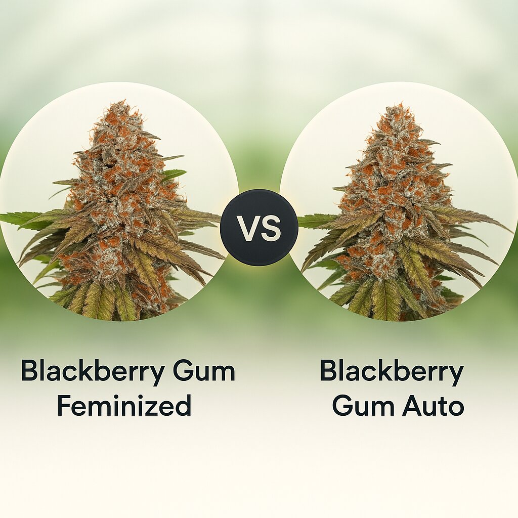 Blackberry Gum (Seed Stockers) vs Blackberry Gum Auto (Seed Stockers) cannabis seeds comparison