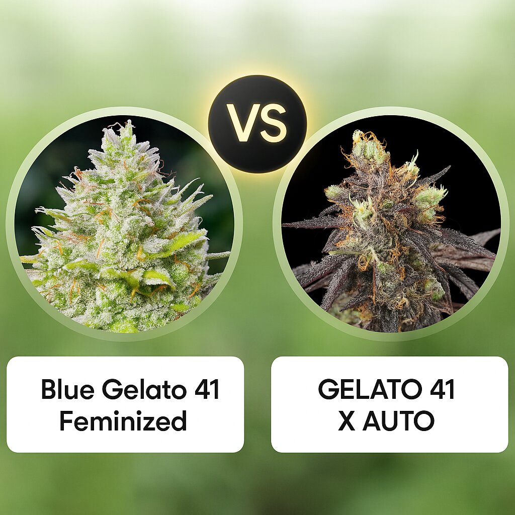 Blue Gelato 41 (Barneys Farm) vs GELATO 41 X AUTO (Greenhouse Seed Co) cannabis seeds comparison