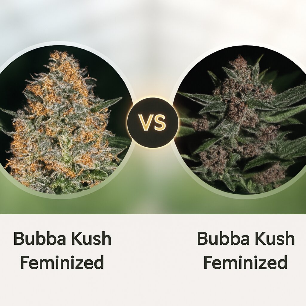 Bubba Kush (Barneys Farm) vs Bubba Kush (Greenhouse Seed Co) cannabis seeds comparison
