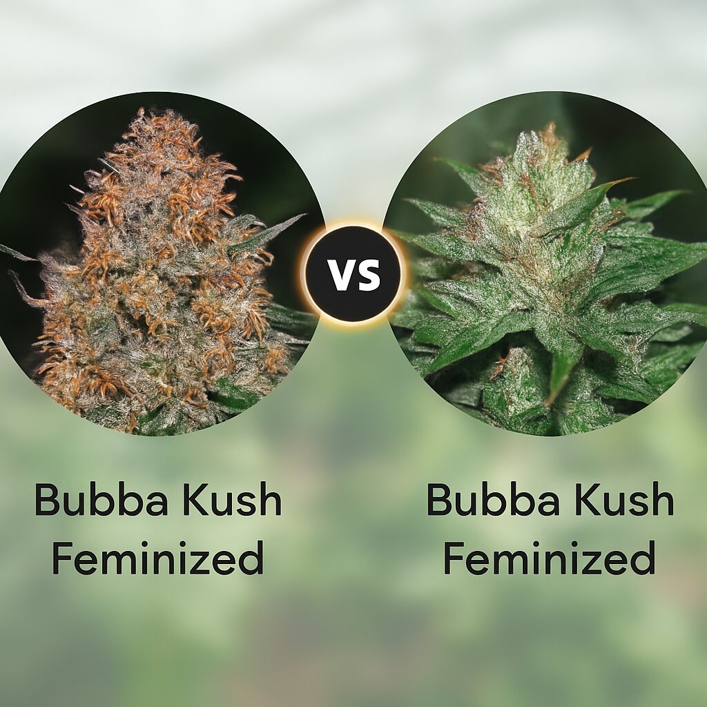 Bubba Kush (Barneys Farm) vs Bubba Kush (Humboldt Seed Organization) cannabis seeds comparison