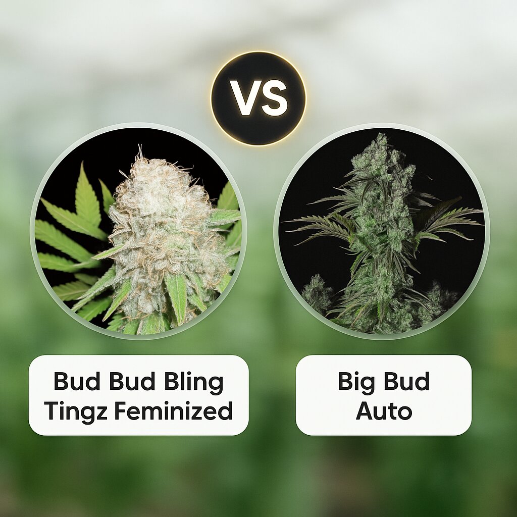 Bud Bud Bling Tingz (Dr Krippling) vs Big Bud Auto (FastBuds) cannabis seeds comparison